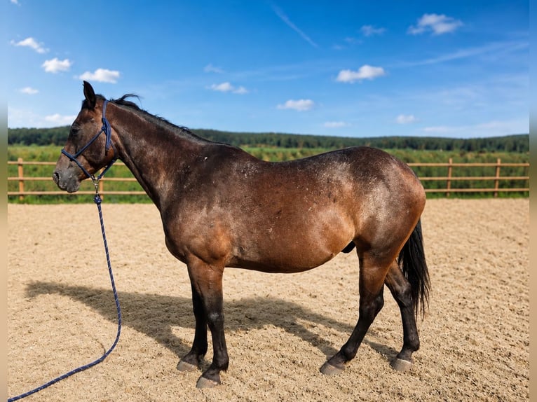 Appaloosa Mix Wallach 12 Jahre 155 cm Brauner in Helpfau