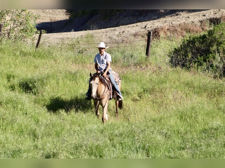 Appaloosa Wallach 12 Jahre 155 cm Buckskin in Tres Pinos