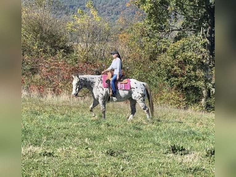 Appaloosa Wallach 12 Jahre 160 cm Dunkelfuchs in Grantville