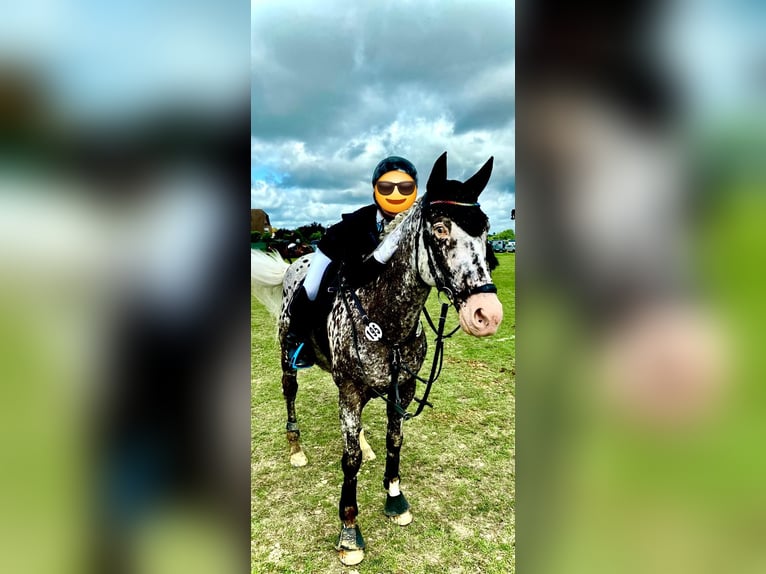 Appaloosa Wallach 12 Jahre 162 cm Tigerschecke in Baesweiler