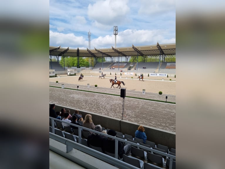 Appaloosa Wallach 12 Jahre 162 cm Tigerschecke in Baesweiler