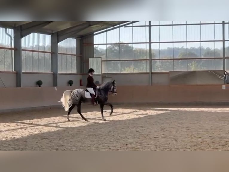 Appaloosa Wallach 12 Jahre 162 cm Tigerschecke in Baesweiler