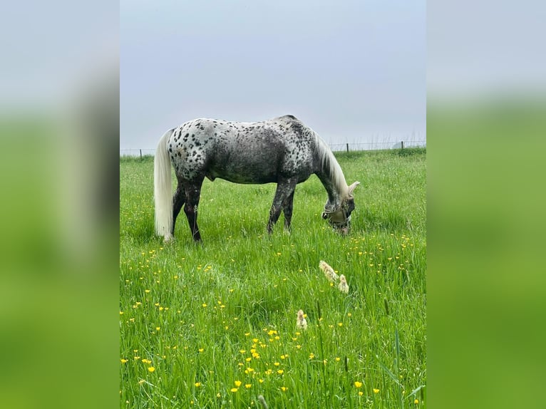 Appaloosa Wallach 12 Jahre 162 cm Tigerschecke in Baesweiler