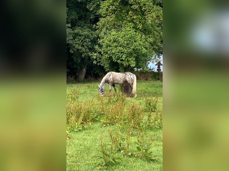 Appaloosa Wallach 12 Jahre 162 cm Tigerschecke in Baesweiler
