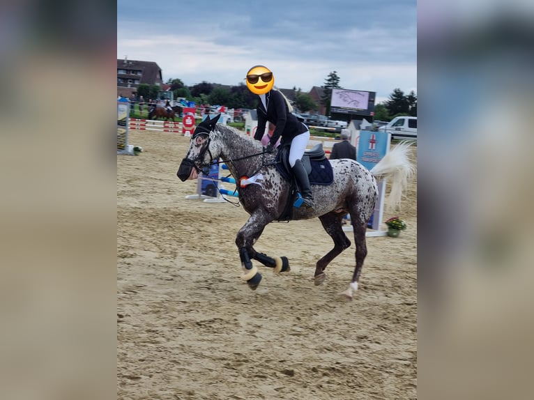 Appaloosa Wallach 12 Jahre 162 cm Tigerschecke in Baesweiler