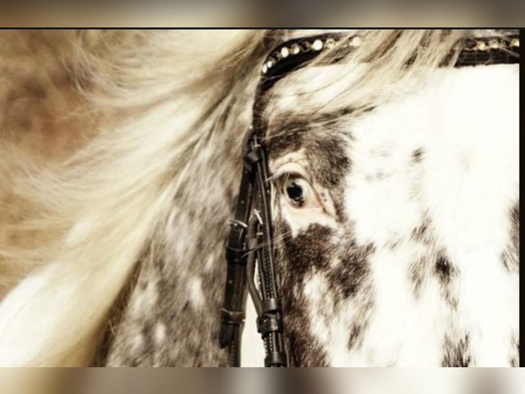 Appaloosa Wallach 12 Jahre 162 cm Tigerschecke in Baesweiler