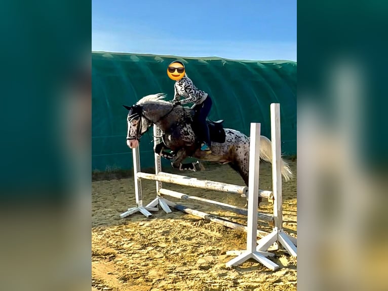 Appaloosa Wallach 12 Jahre 162 cm Tigerschecke in Baesweiler