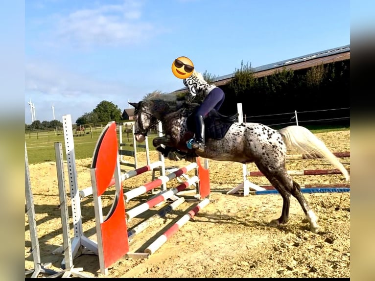 Appaloosa Wallach 12 Jahre 162 cm Tigerschecke in Baesweiler