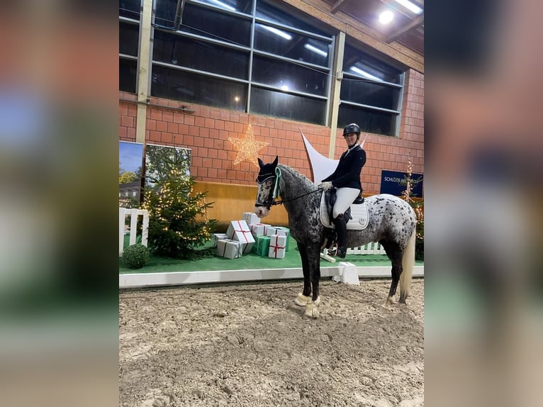 Appaloosa Wallach 12 Jahre 162 cm Tigerschecke in Baesweiler