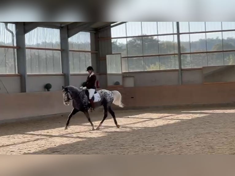 Appaloosa Wallach 12 Jahre 162 cm Tigerschecke in Baesweiler