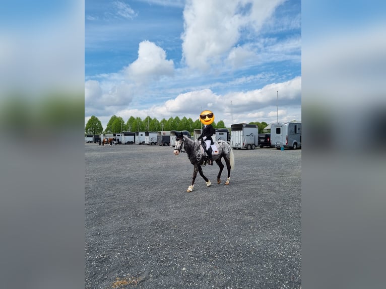 Appaloosa Wallach 12 Jahre 162 cm Tigerschecke in Baesweiler