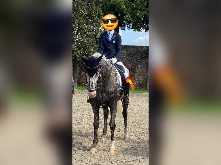 Appaloosa Wallach 12 Jahre 162 cm Tigerschecke in Baesweiler