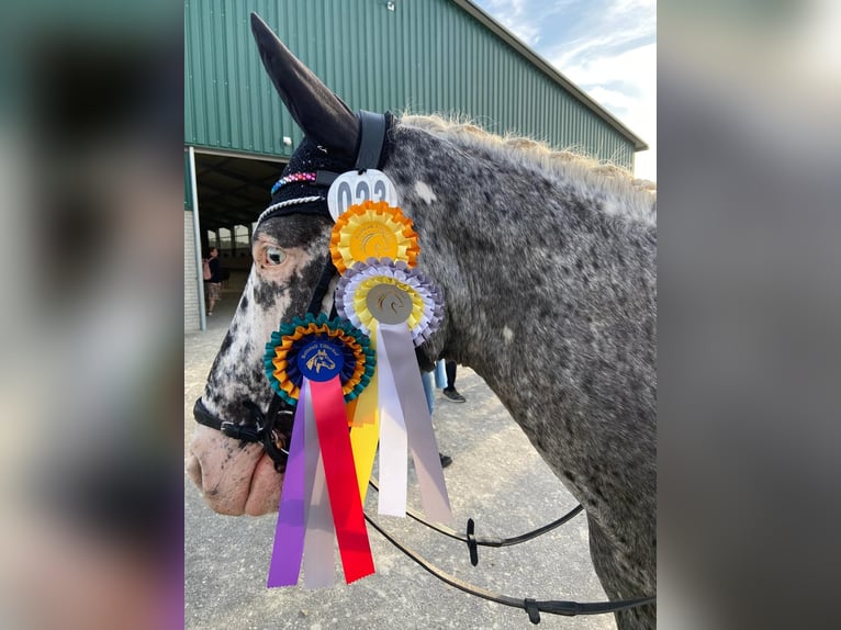 Appaloosa Wallach 12 Jahre 162 cm Tigerschecke in Baesweiler