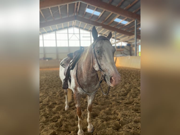 Appaloosa Wallach 12 Jahre 165 cm Roan-Red in Wörth am Main