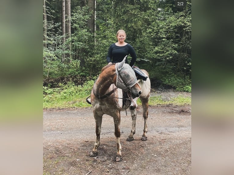 Appaloosa Wallach 12 Jahre 165 cm in K&#xF6;ln