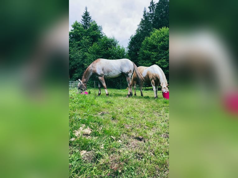 Appaloosa Wallach 12 Jahre 165 cm in K&#xF6;ln