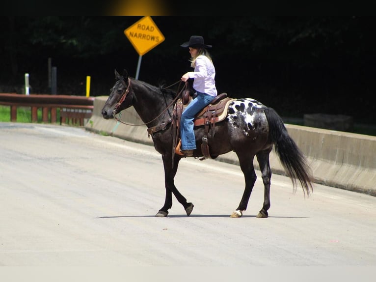 Appaloosa Wallach 12 Jahre Rappe in Clarion, PA
