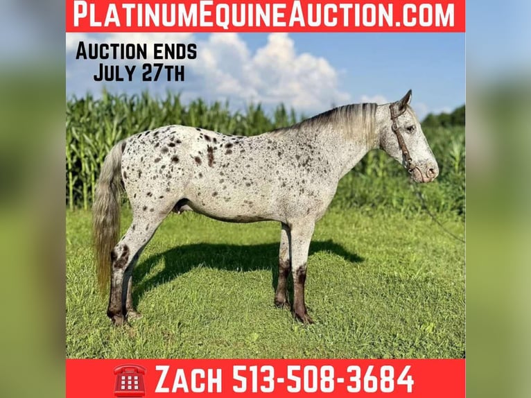 Appaloosa Wallach 12 Jahre Schimmel in Moscow OH