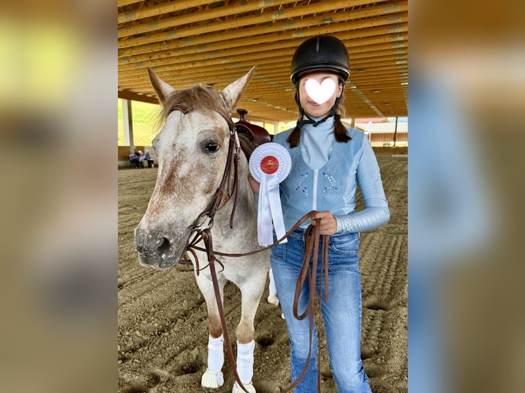 Appaloosa Mix Wallach 13 Jahre 130 cm Braunfalbschimmel in Ottendorf