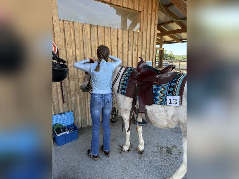 Appaloosa Mix Wallach 13 Jahre 130 cm Braunfalbschimmel in Ottendorf