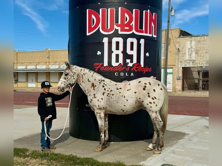 Appaloosa Wallach 13 Jahre 142 cm Rotbrauner in Dublin TX