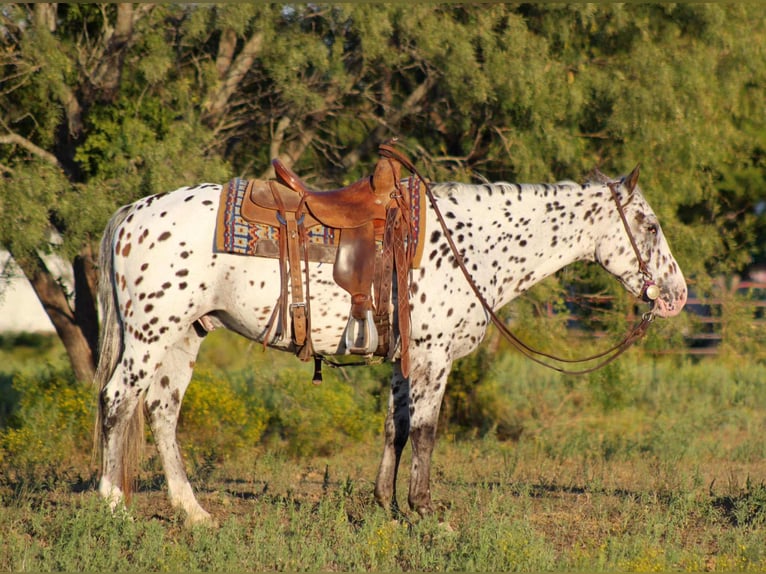 Appaloosa Wallach 13 Jahre 145 cm Fuchs in Stephenville TX