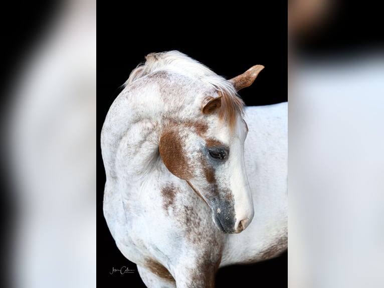 Appaloosa Wallach 13 Jahre 147 cm Rotfuchs in Cynthiana KY