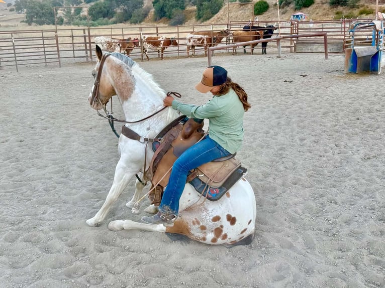 Appaloosa Wallach 13 Jahre 150 cm Buckskin in King City