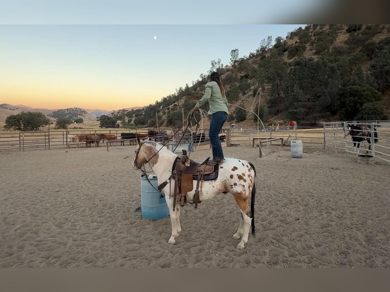 Appaloosa Wallach 13 Jahre 150 cm Buckskin in King City