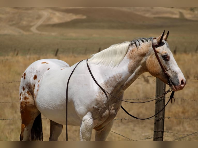 Appaloosa Wallach 13 Jahre 150 cm Buckskin in King City