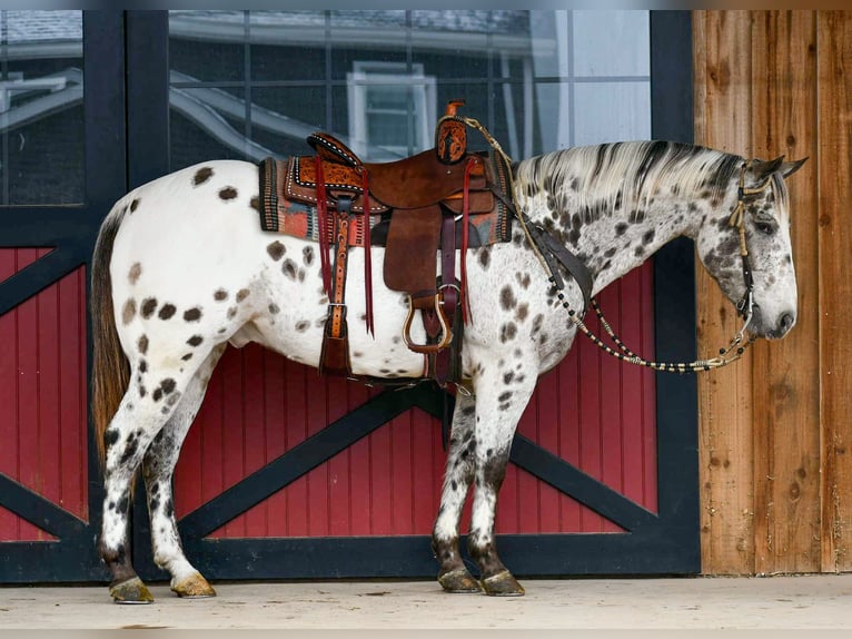 Appaloosa Wallach 13 Jahre 152 cm Tigerschecke in Rebersburg