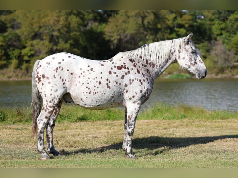 Appaloosa Wallach 13 Jahre 152 cm in Forney