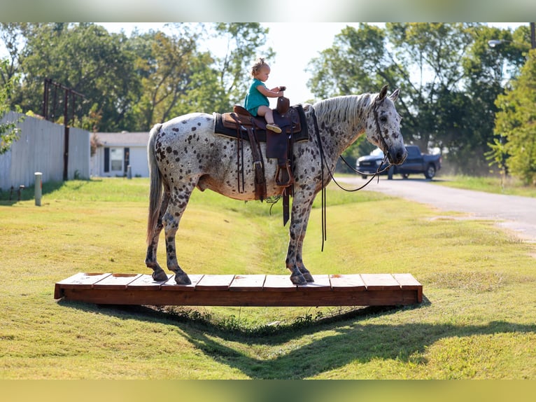 Appaloosa Wallach 13 Jahre 152 cm in Forney