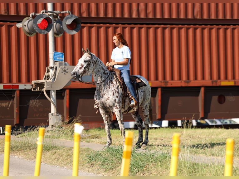 Appaloosa Wallach 13 Jahre 152 cm in Forney