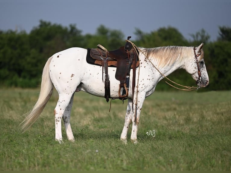 Appaloosa Wallach 13 Jahre 152 cm White in Waco, TX