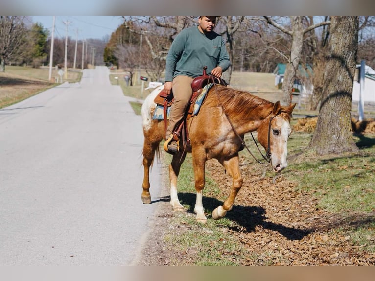 Appaloosa Wallach 13 Jahre 155 cm Dunkelfuchs in rINEYVILLE ky
