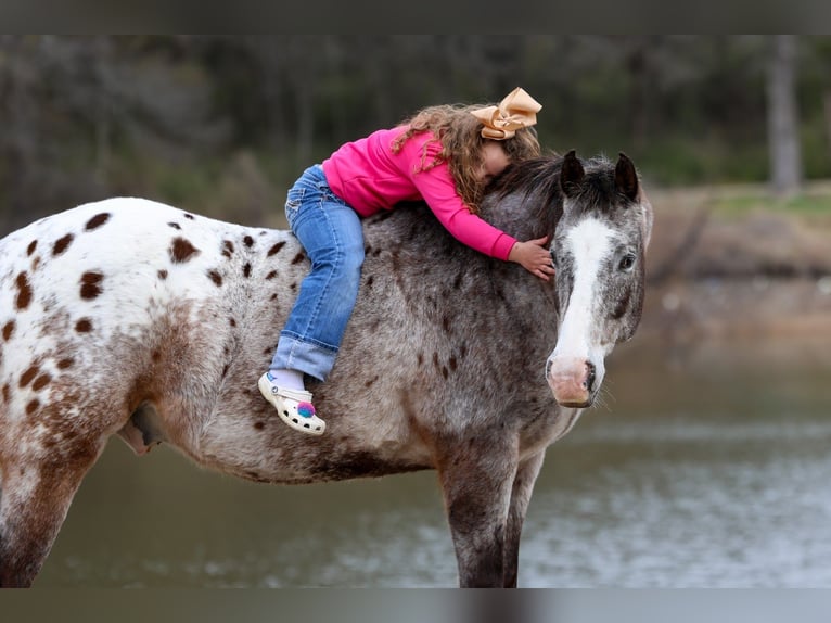 Appaloosa Wallach 13 Jahre 155 cm Dunkelfuchs in Forney