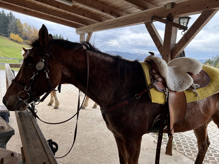 Appaloosa Wallach 13 Jahre 158 cm Brauner in Ober Sankt Thomas