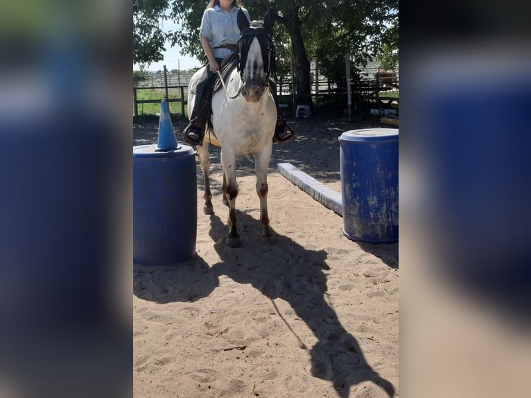 Appaloosa Wallach 13 Jahre 158 cm  in Stuttgart