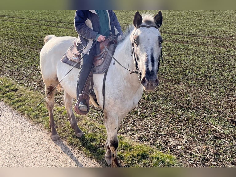 Appaloosa Wallach 13 Jahre 158 cm  in Stuttgart