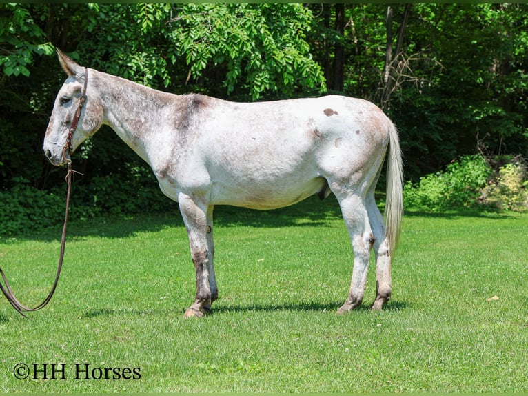 Appaloosa Wallach 13 Jahre 160 cm Dunkelfuchs in Flemingsburg Ky