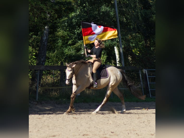 Appaloosa Wallach 13 Jahre 163 cm Buckskin in Rüdersdorf bei Berlin