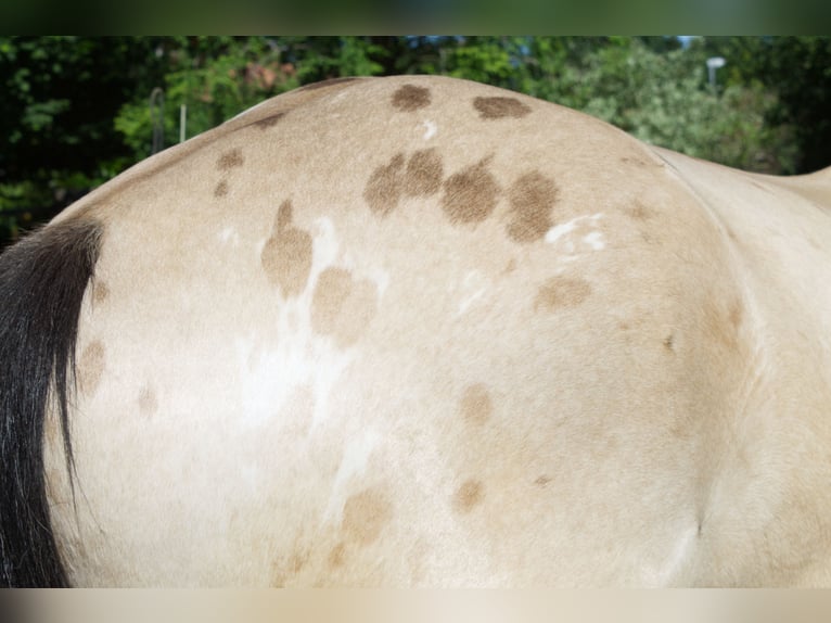 Appaloosa Wallach 13 Jahre 163 cm Buckskin in Rüdersdorf bei Berlin