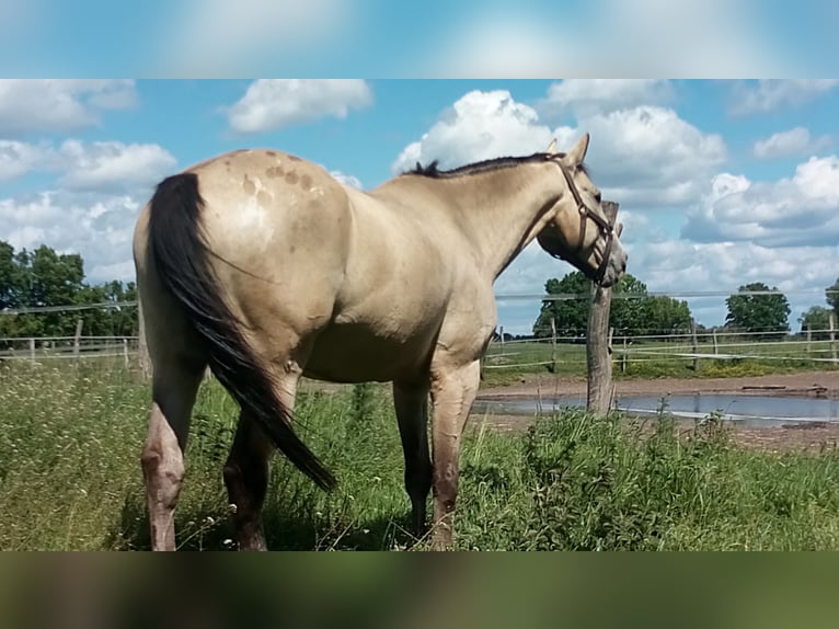 Appaloosa Wallach 13 Jahre 163 cm Buckskin in Rüdersdorf bei Berlin