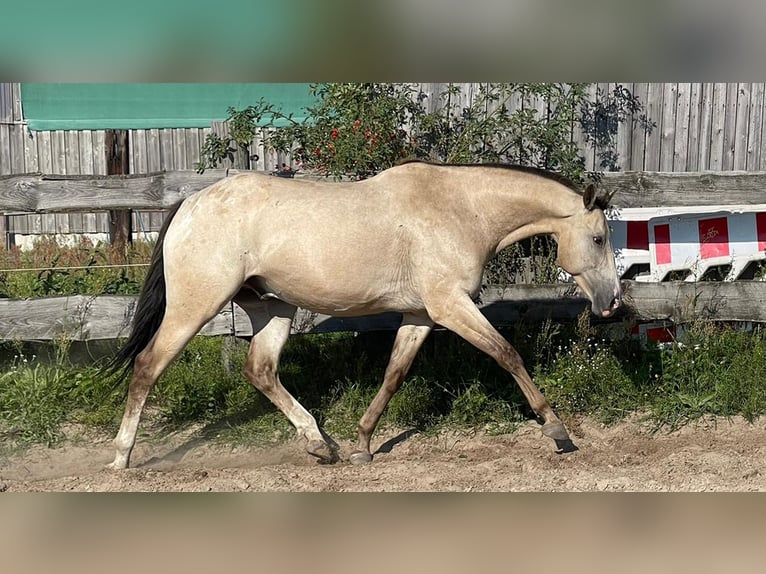 Appaloosa Wallach 13 Jahre 163 cm Buckskin in Rüdersdorf bei Berlin