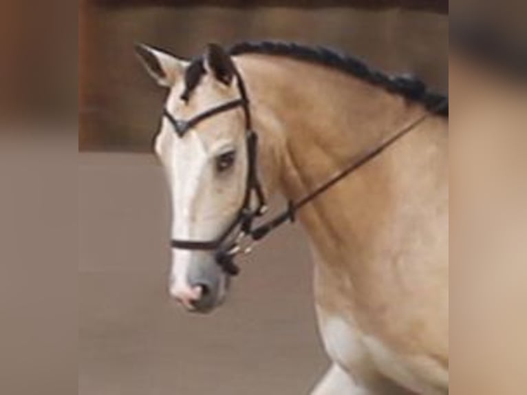 Appaloosa Wallach 13 Jahre 163 cm Buckskin in Rüdersdorf bei Berlin