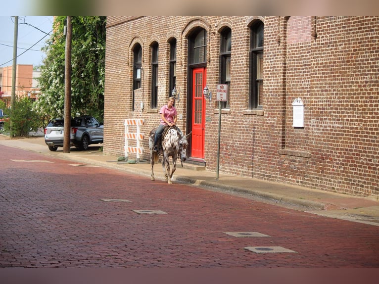 Appaloosa Wallach 13 Jahre Dunkelfuchs in Rusk TX