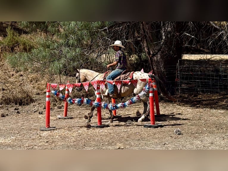 Appaloosa Wallach 14 Jahre 135 cm Buckskin in Tres Pinos