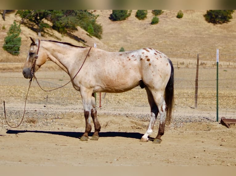 Appaloosa Wallach 14 Jahre 135 cm Buckskin in Tres Pinos