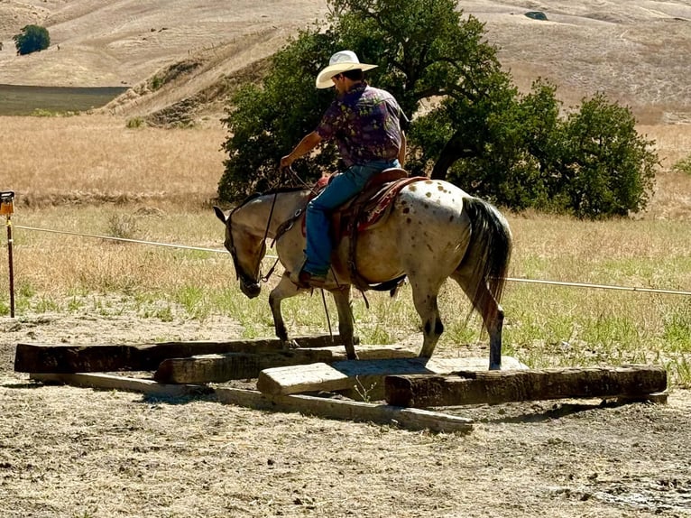 Appaloosa Wallach 14 Jahre 135 cm Buckskin in Tres Pinos